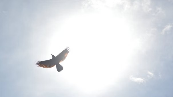 Would something like this work?